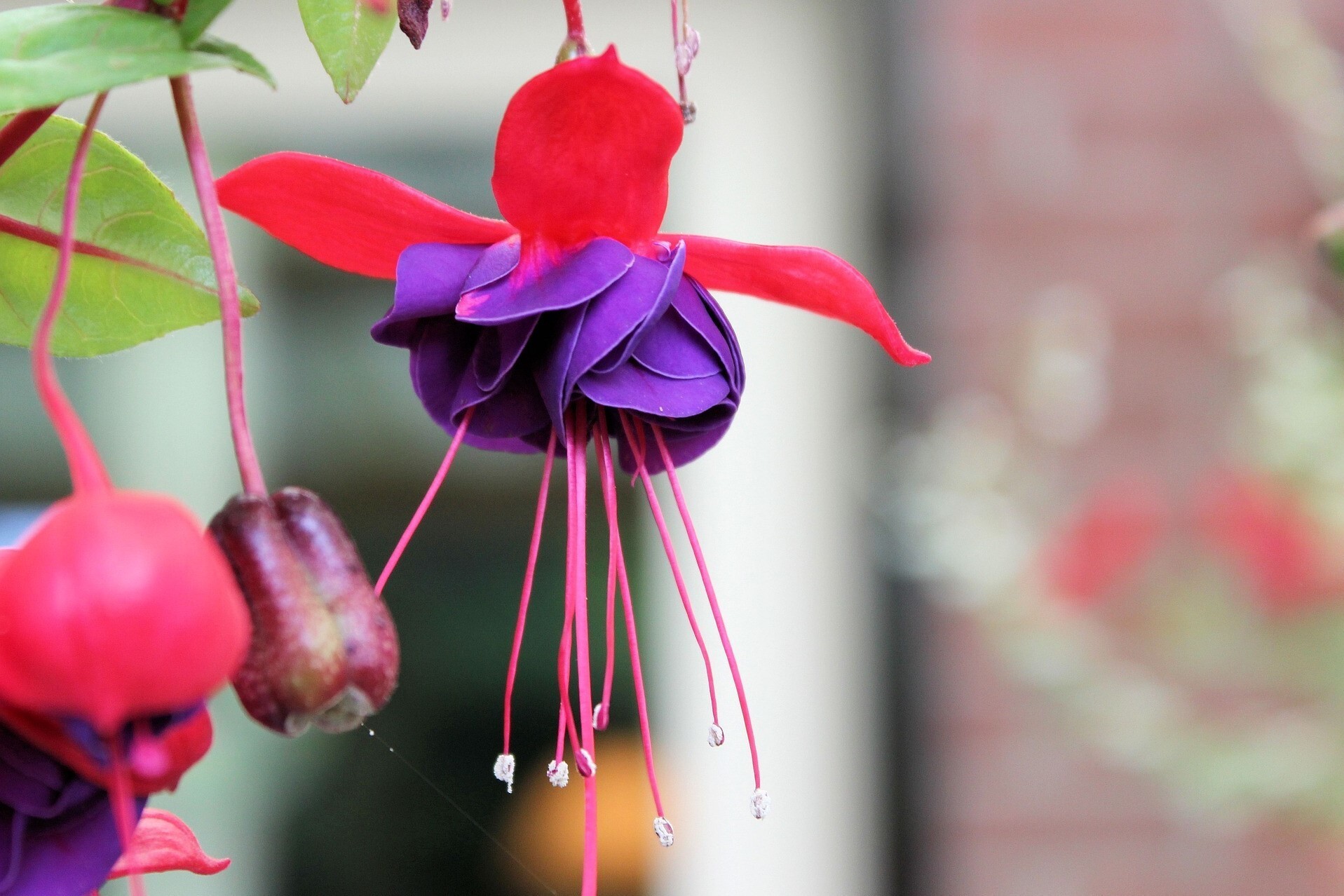 Fuchsia