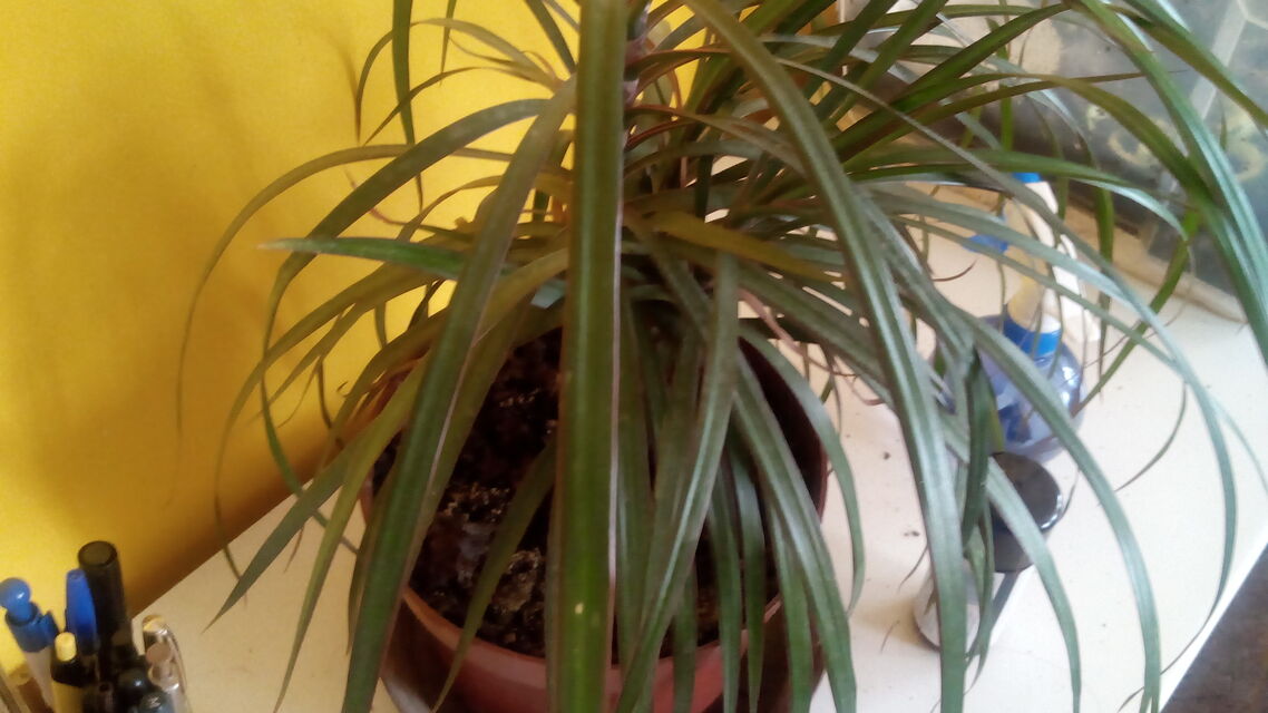 Gigabyte GSmart Aku A1