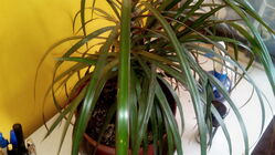 Gigabyte GSmart Aku A1