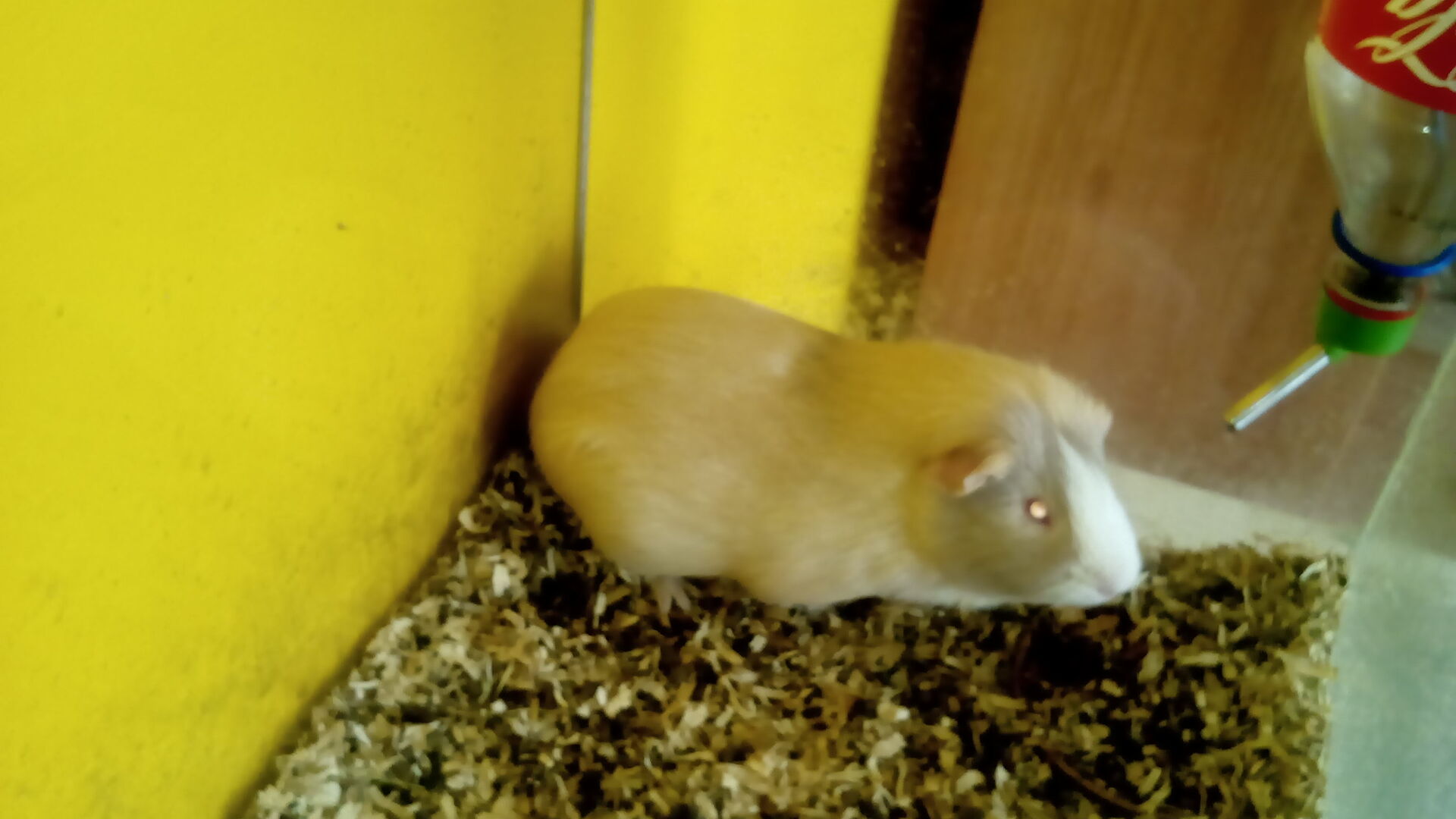 Gigabyte GSmart Aku A1