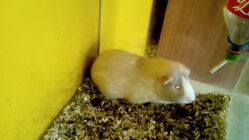 Gigabyte GSmart Aku A1