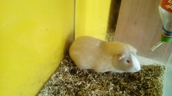 Gigabyte GSmart Aku A1