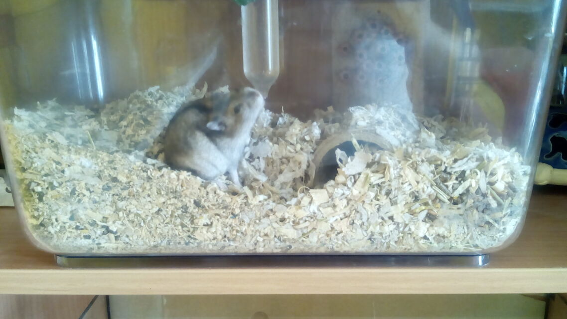 Gigabyte GSmart Aku A1