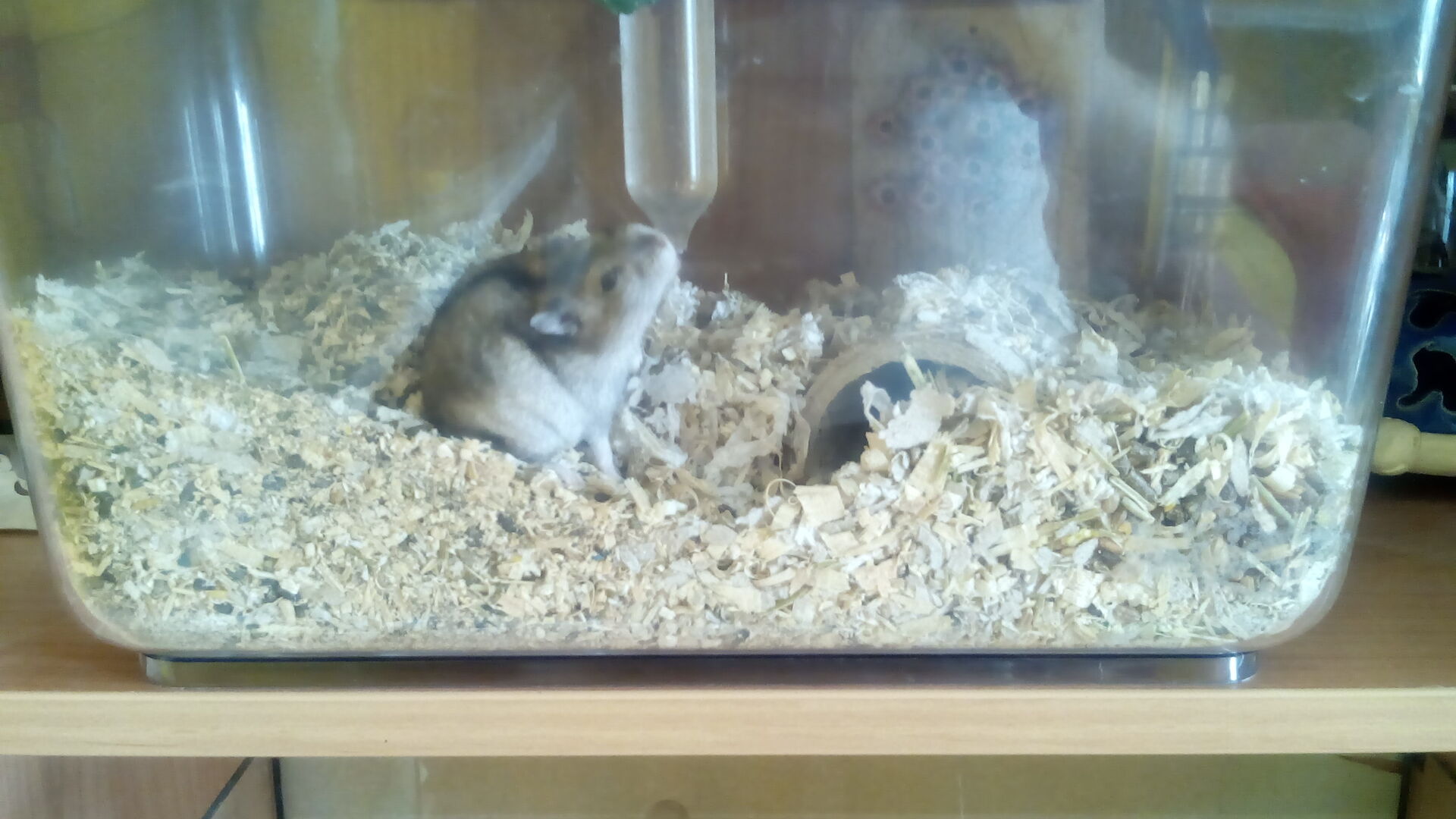 Gigabyte GSmart Aku A1