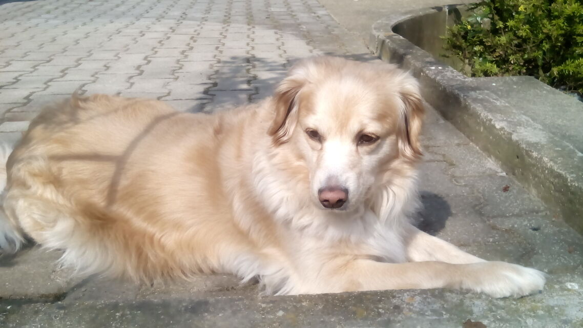 Gigabyte GSmart Aku A1