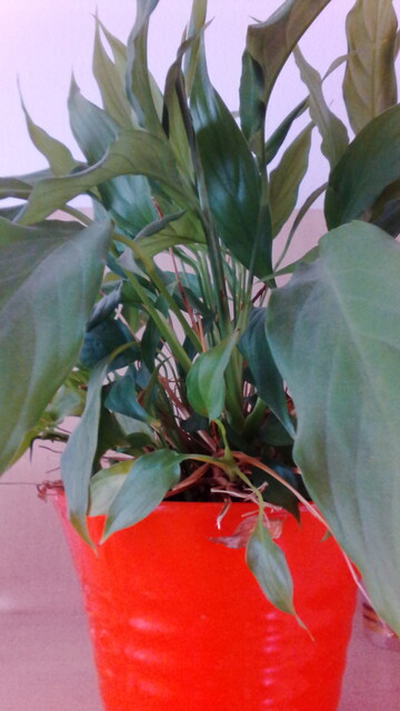 Gigabyte GSmart Alto A2