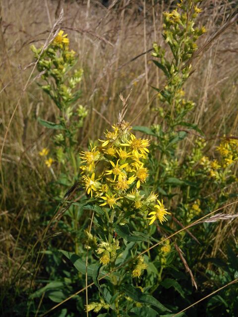 Gigabyte GSmart Simba SX1