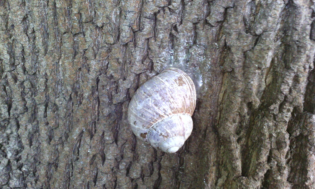 Gigabyte GSmart Tuku T4