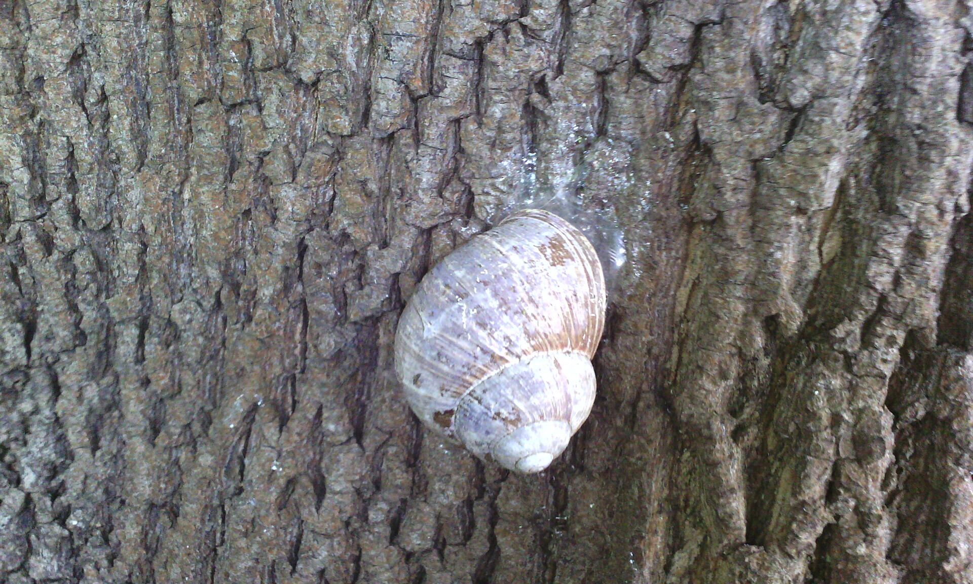 Gigabyte GSmart Tuku T4