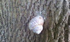 Gigabyte GSmart Tuku T4