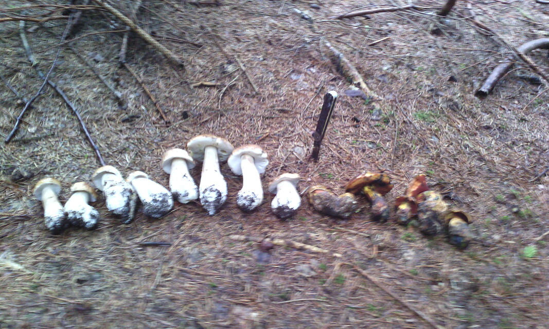 Gigabyte GSmart Tuku T4