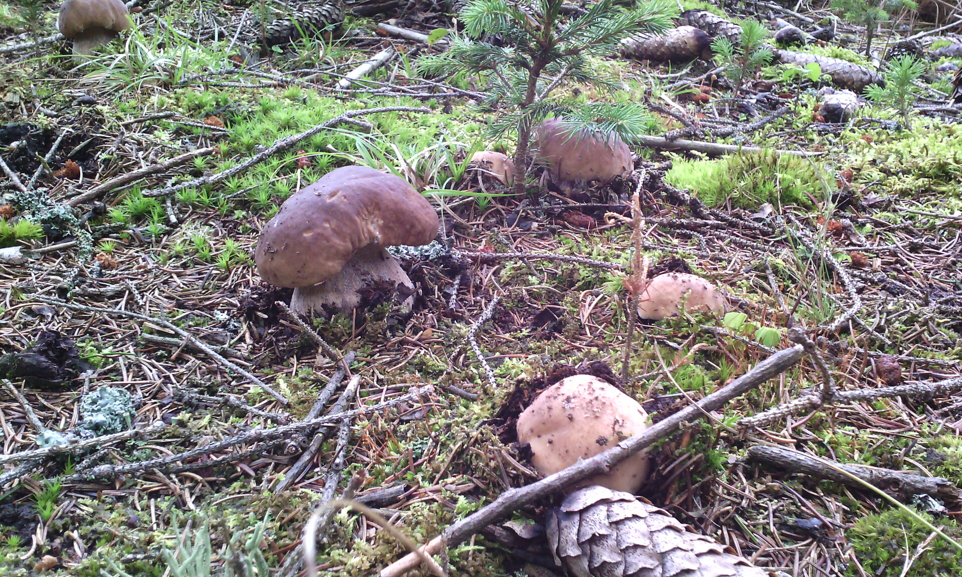 Gigabyte GSmart Tuku T4