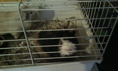 Gigabyte GSmart Tuku T4