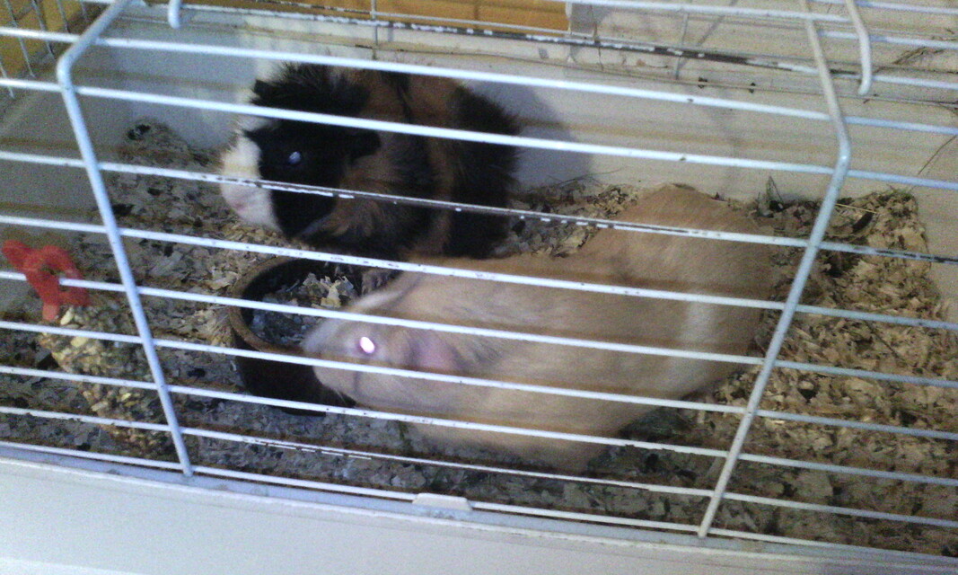 Gigabyte GSmart Tuku T4