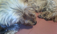 Gigabyte GSmart Tuku T4