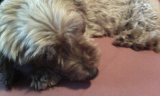 Gigabyte GSmart Tuku T4