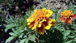 GoClever Insignia 5X