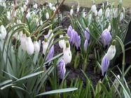 GoClever Insignia 800 WIN