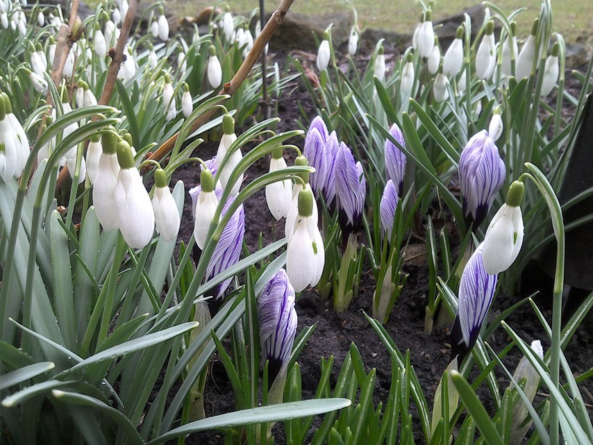 GoClever Insignia 800 WIN