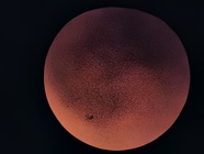 Google Pixel 10 Pro XL