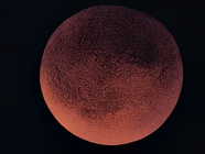 Google Pixel 10 Pro XL