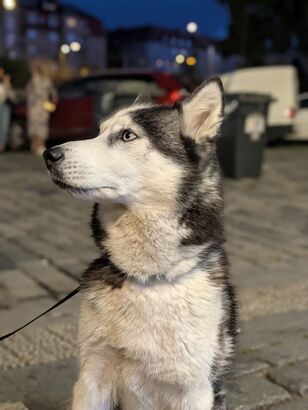 Google Pixel 11 Pro XL