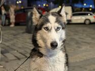 Google Pixel 11 Pro XL