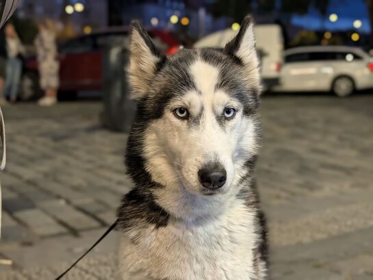 Google Pixel 11 Pro XL