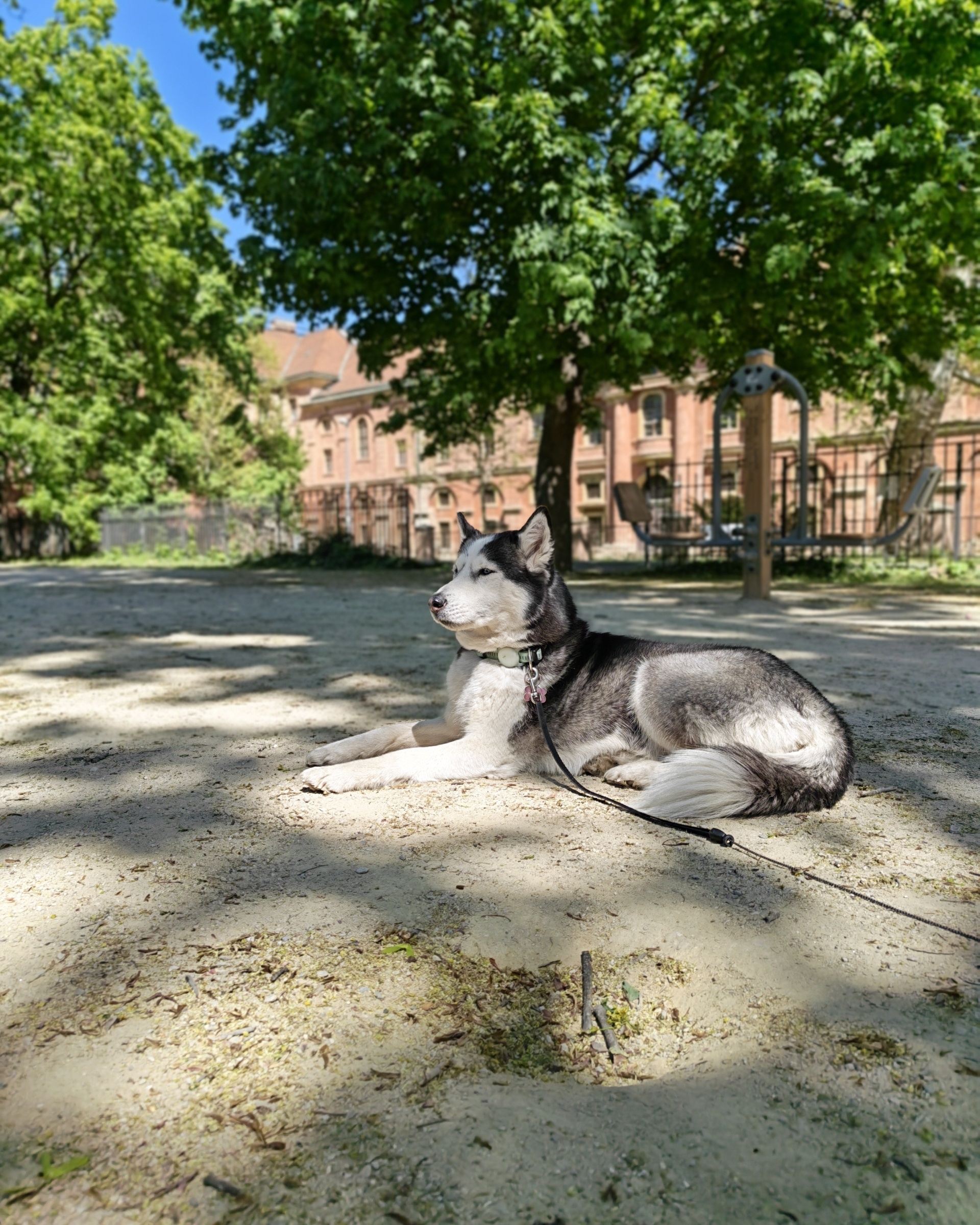 Honor 600 Pro