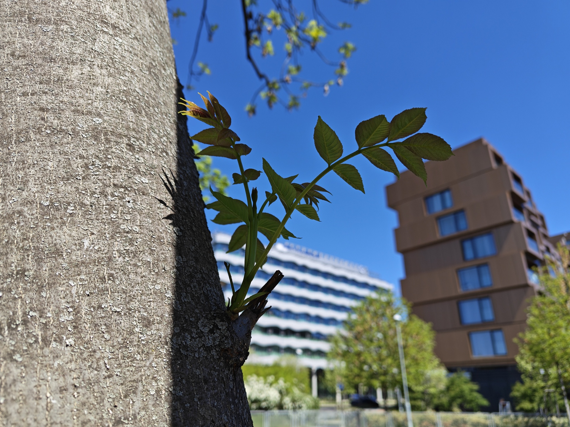 Honor 600 Pro