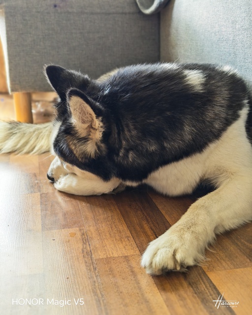 Honor Magic V5