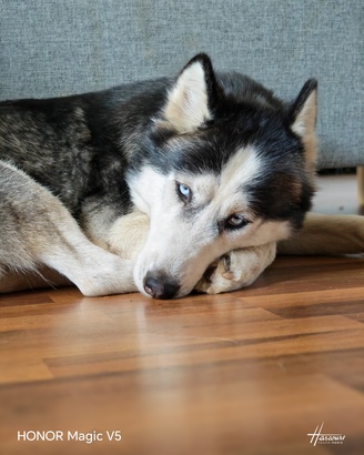 Honor Magic V5