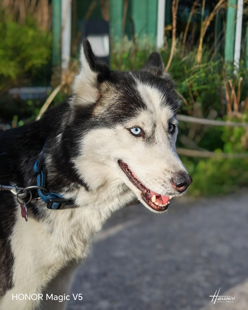 Honor Magic V5