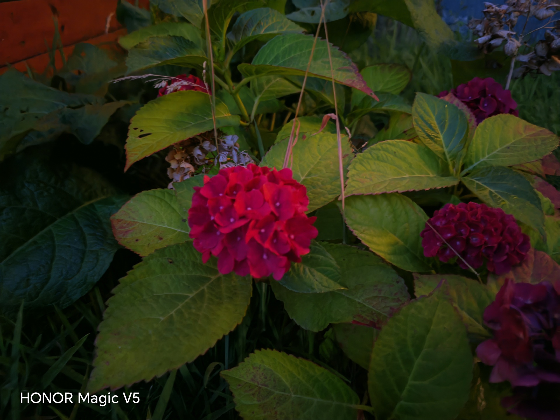 Honor Magic V5