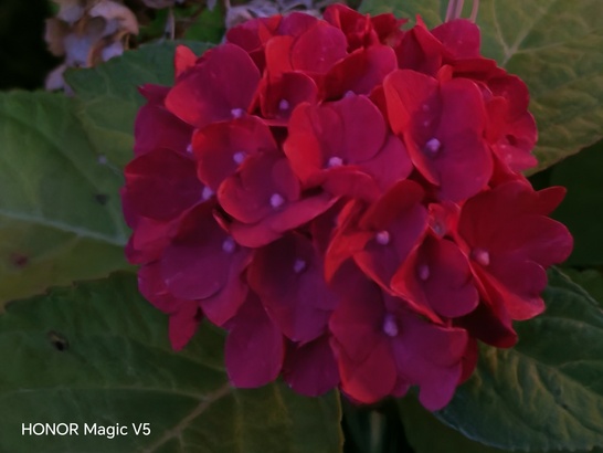 Honor Magic V5
