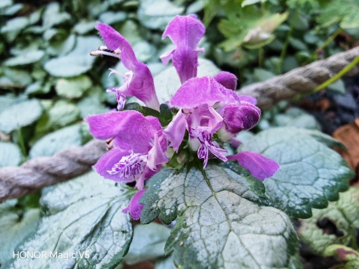 Honor Magic V5