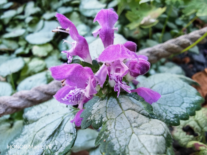 Honor Magic V5