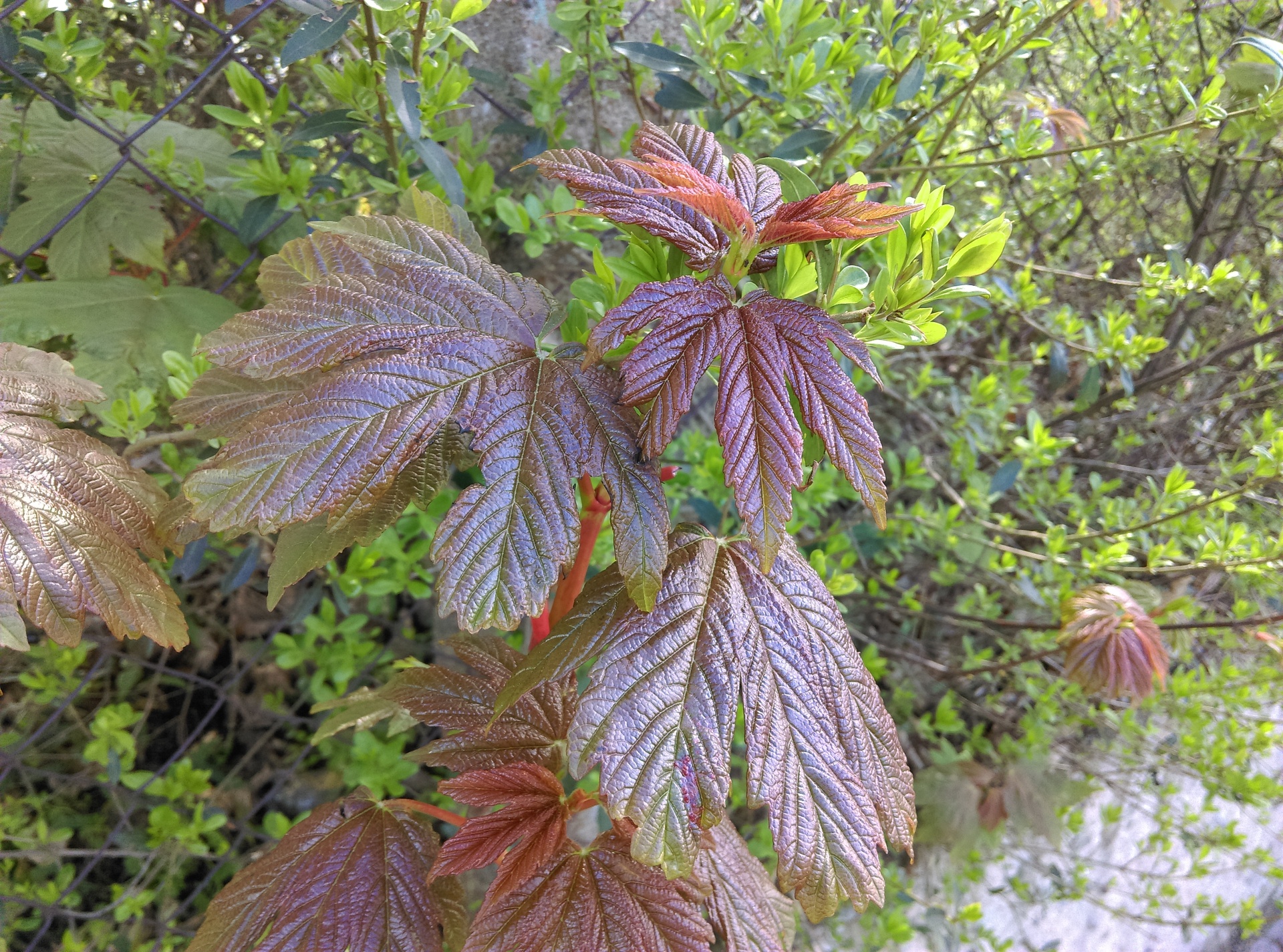 HTC Desire 10 Lifestyle