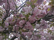 HTC Desire 10 Lifestyle