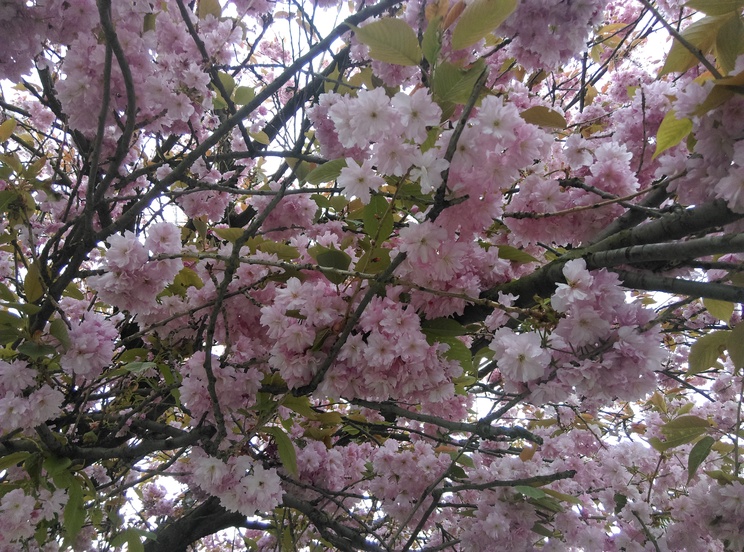 HTC Desire 10 Lifestyle