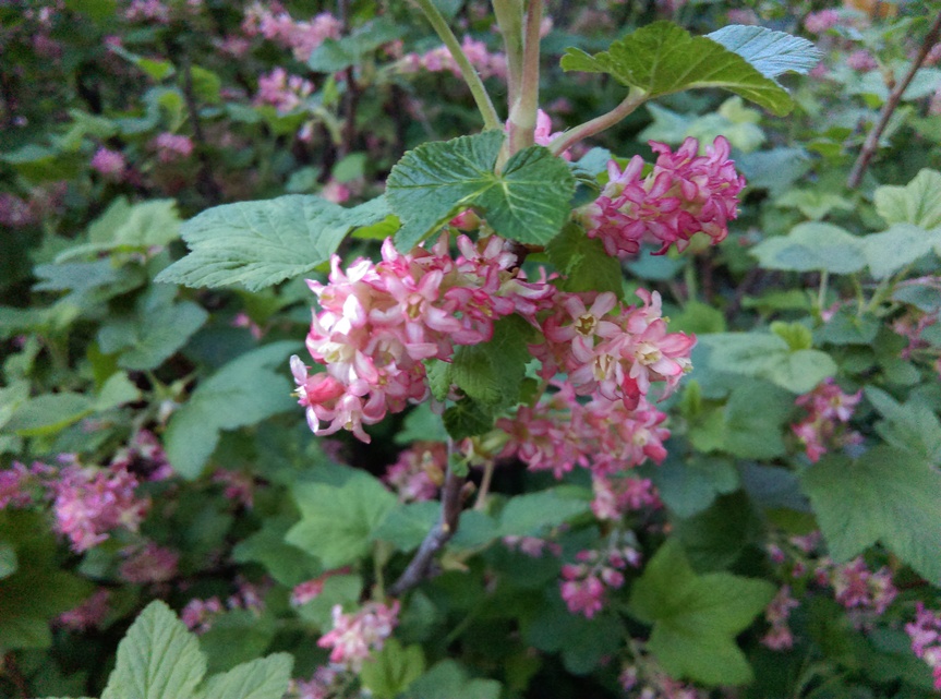 HTC Desire 10 Lifestyle