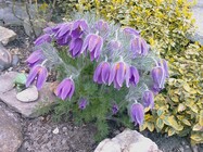 HTC Touch Cruise P3650