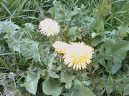 HTC Touch Cruise P3650