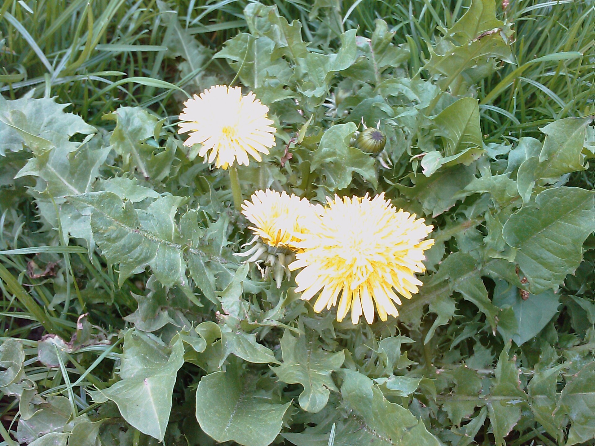 HTC Touch Cruise P3650