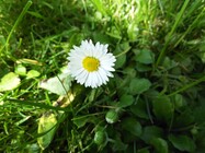 Huawei Ascend G6 LTE