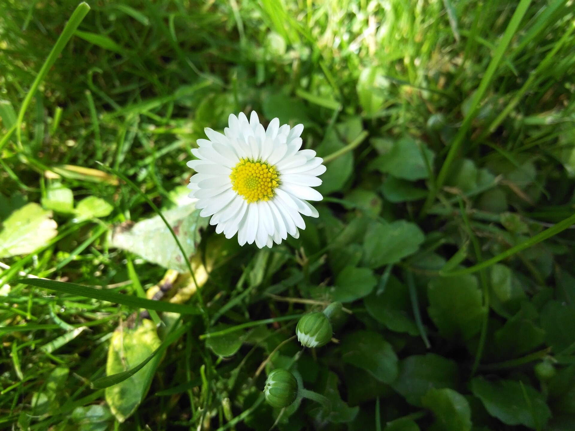 Huawei Ascend G6 LTE