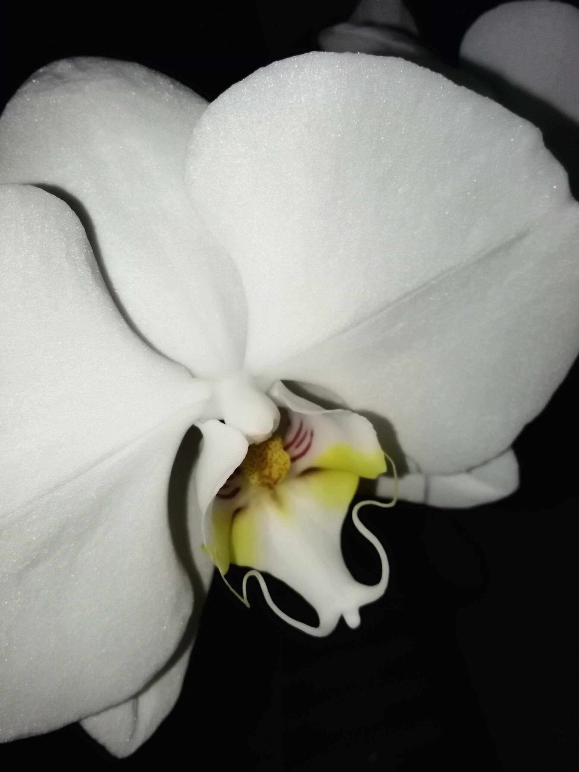 Huawei Ascend G6 LTE