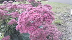 Huawei Ascend Mate 7