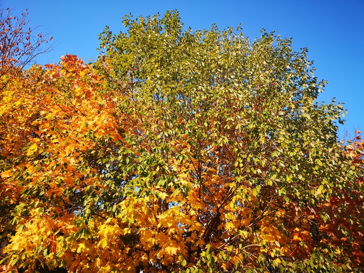 Huawei Mate RS Porsche Design