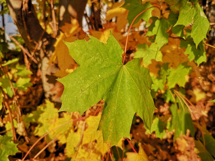 Huawei Mate RS Porsche Design